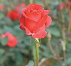 ը�𻨵ļ��ɽ�ѧ��Ƶ�����Ź�ְ��Ա�״βƲ����� ������3�׷�3��λ...